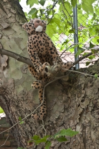 dänischer Leopard - sucht Zuflucht vor dem Regen auf dem Baum