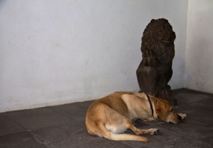 Lasko schläft - bewacht von einem Löwen
