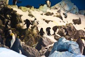 Welt der Antarktis im Loropark auf Teneriffa