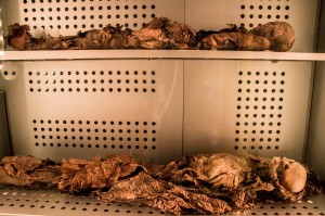 Museo de la Naturaleza y el Hombre - Guanachen Mumien