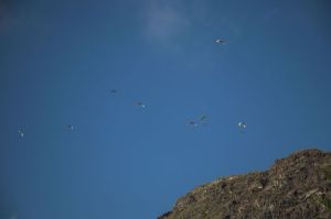 Drachenflieger beobachten das Geschehen aus der Luft