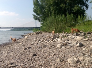 Lasko vergnügt sich mit seinen Kumpels am Rhein