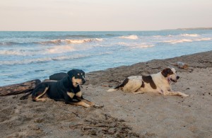 Hunde am Palomino Strand