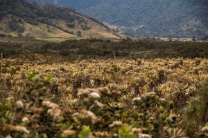 Fahrt von San Augustin nach Popayán auf einer Piste - nach dem dichten Wald geht es über weite Felder
