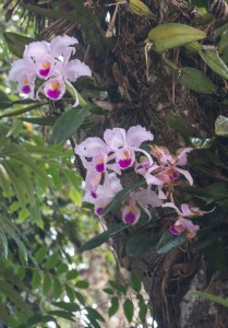 San Augustin - Orchidee - Nationalblume Kolumbiens