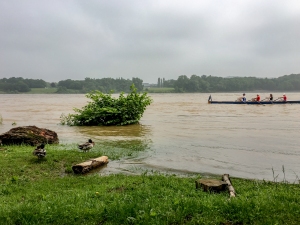Rheinufer überschwemmt mit Enten