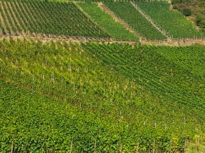 Weinfelder
